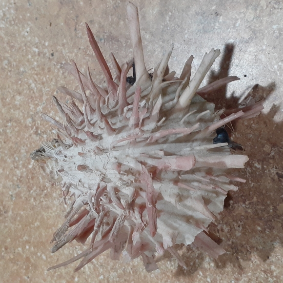 SeaShell - Picture 3 of 4